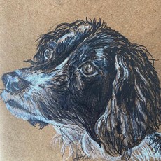 Drawing of Daisy the Spaniel