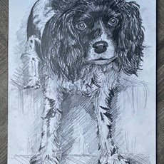 A Sketch of Daisy the Spaniel