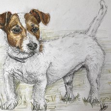 Patch the Jack Russell